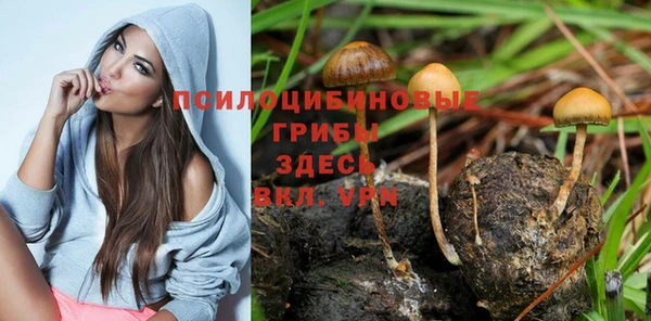 сатива Магадан